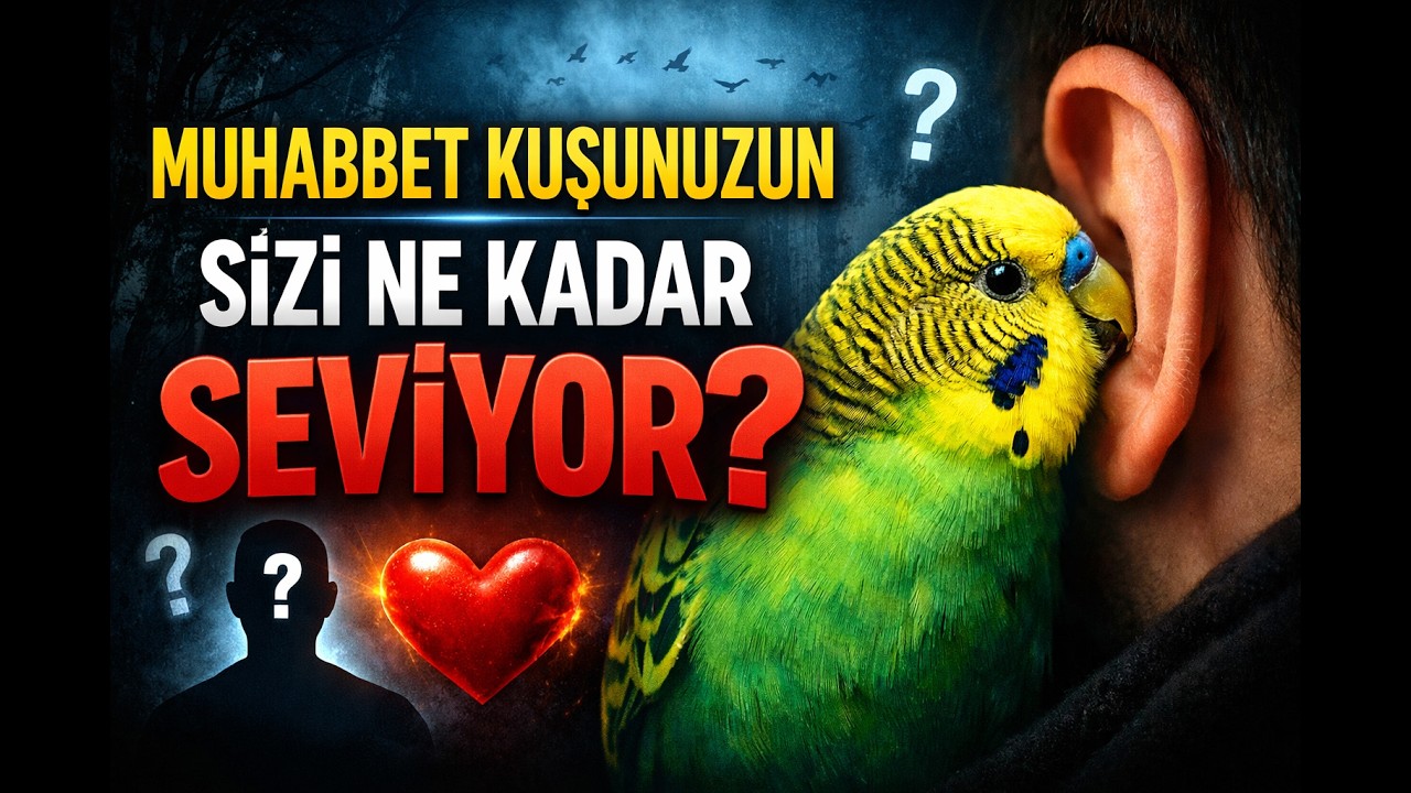 Muhabbet Kuşunuzun Sizi Çok Sevdiğini Gösteren 7 Gizli İşaret #birds #muhabbetkuşu #parrot