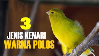 3 JENIS KENARI WARNA POLOS