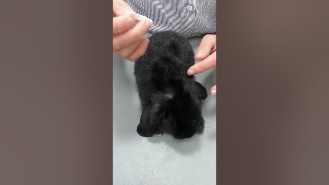Give flea treatment to a rabbit YouTube