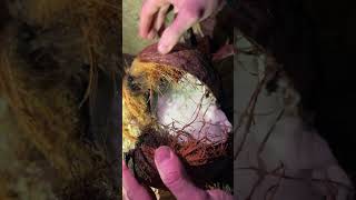 Trying To Bust Open A Crazy Florida Coconut. They Are Really Hard To Open