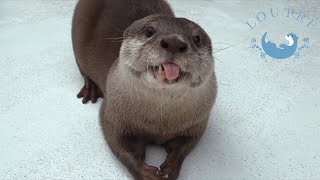 Otters Painted With Their Feet And Tails