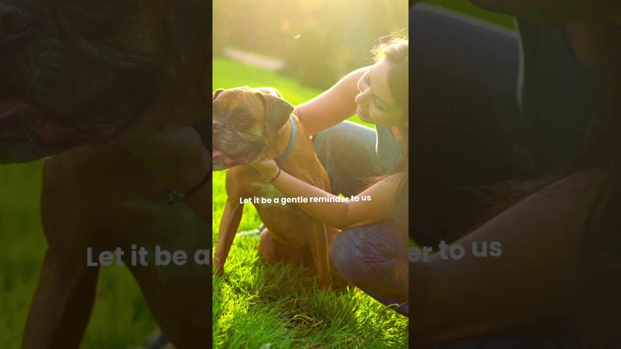 Dogs stay present in the moment
