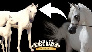 BREEDING BEAUTIFUL PURE WHITE ARABIANS | RIVAL STARS HORSE RACING