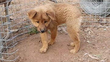 Chó con mông cộc đẹp giá rẻ T12