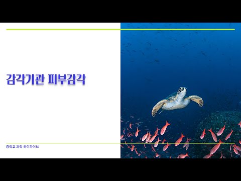 피부감각