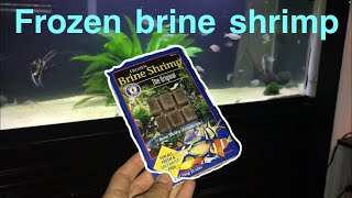 Feeding FROZEN BRINE SHRIMP to my fish