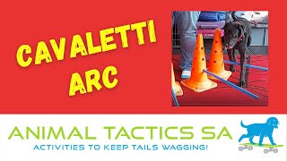 How to teach your dog 'Cavaletti Arc' trick - Advanced, Animal Tactics Level 2