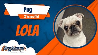 Best Pug Dog Training | Lola | Dog Training in London