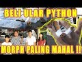 BELI ULAR PYTHON MORPH PALING MAHAL DI INDONESIA