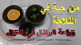 زراعة بذور البرتقال في المنزل بطريقة سهلة جدا