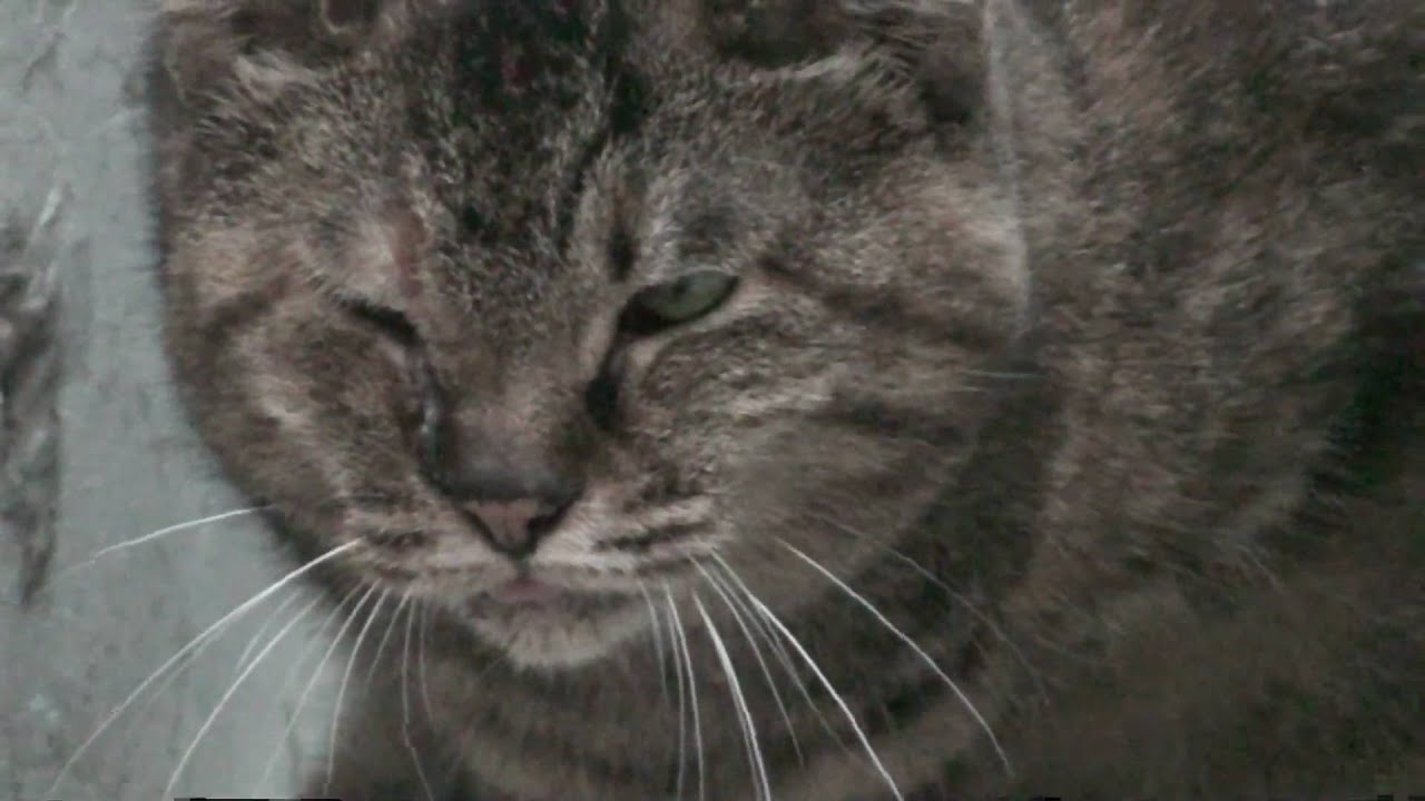 Old alley cat in Tokyo alley. YouTube