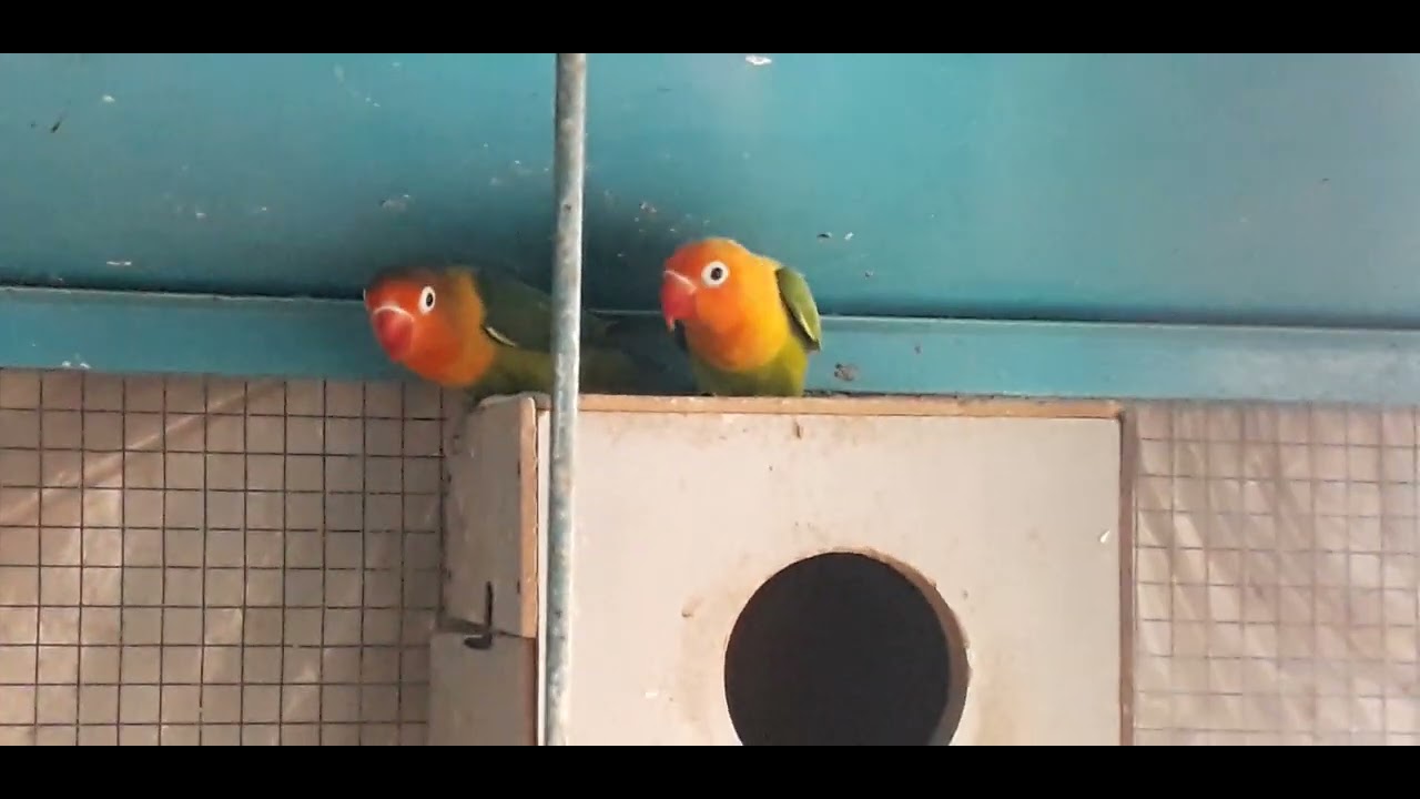 Fellow Fisher Love Bird and Green King Fisher Breeding Pair