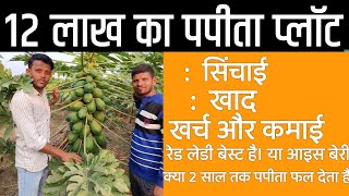 पपीता खेती कैसे करे। जाने अनुभवी किसान से|| पपीता की खेती से कमाई ||papaya farming and cultivation