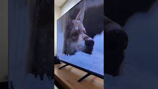 Barney Talks To White Fang Puppy