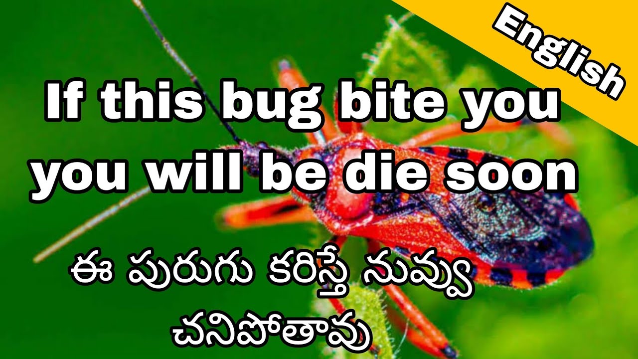 Unexpectedly biten by Assassin Bug called triatomine bug