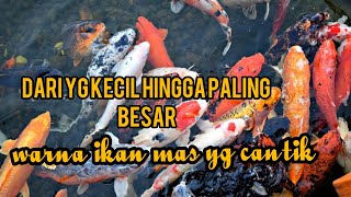 Video Ikan Mas