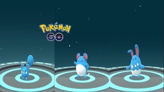 Azurrill, Marill, Azumarill Evolution - Pokémon GO