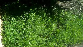 Oregon summer sun green house grow update