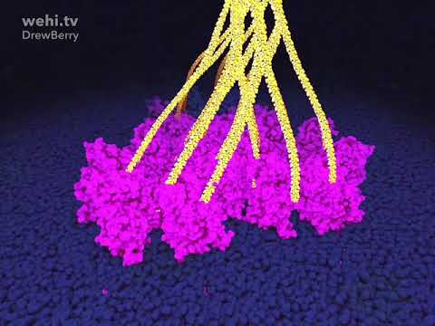 Video: Hom cell twg siv photosynthesis?