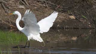 North American Great Egrets find a northern USA Beaver lodge a great place to hunt, preen and rest