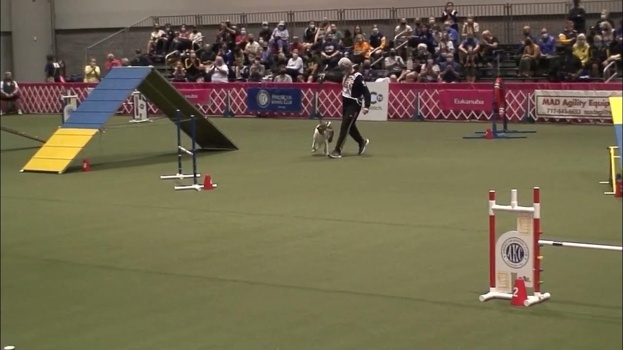 Justice Bommarito — AKC Invitational YouTube