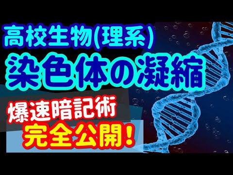 【高校生物 114】【染色体の凝縮】を宇宙一わかりやすく