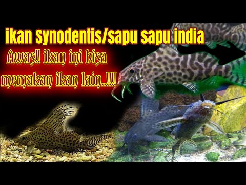 Video: Panduan Spesies Ikan Lele Synodontis