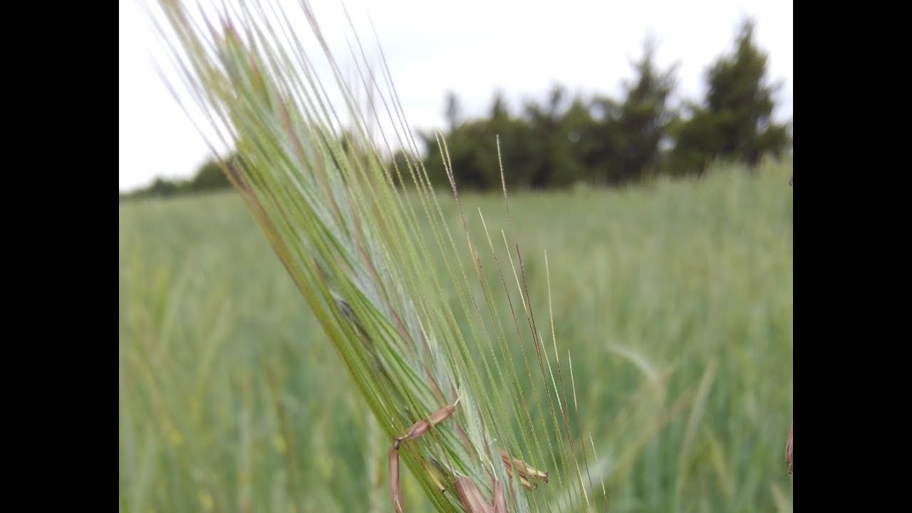 Cassandra Wilcoxen on cover crops & migratory grassland birds