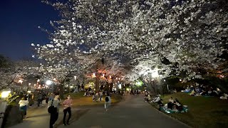 Asukayama Park: Night Full Bloom Cherry Blossoms - Tokyo Japan Walk 4K HDR by Nomadic Japan 100 views 1 month ago 17 minutes