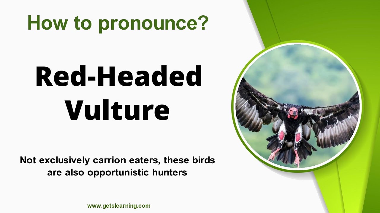 How to pronounce (Red-Headed Vulture) in English correctly