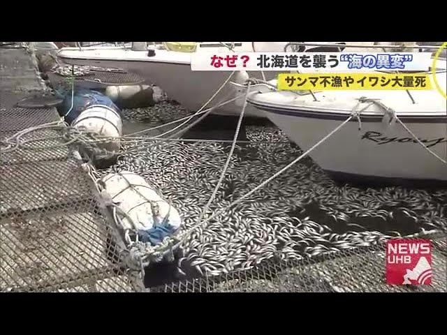 サンマ記録的不漁 イワシ大量死は密接に関係か まるでお湯 異常に高い 海水温 が異変の背景に 09 02 19 55 Youtube