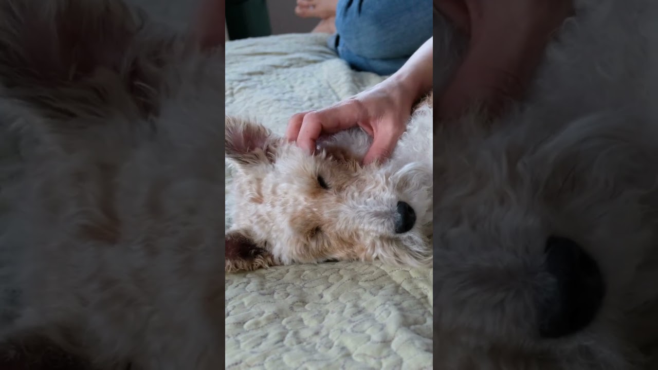 Cão raça Fox Terrier