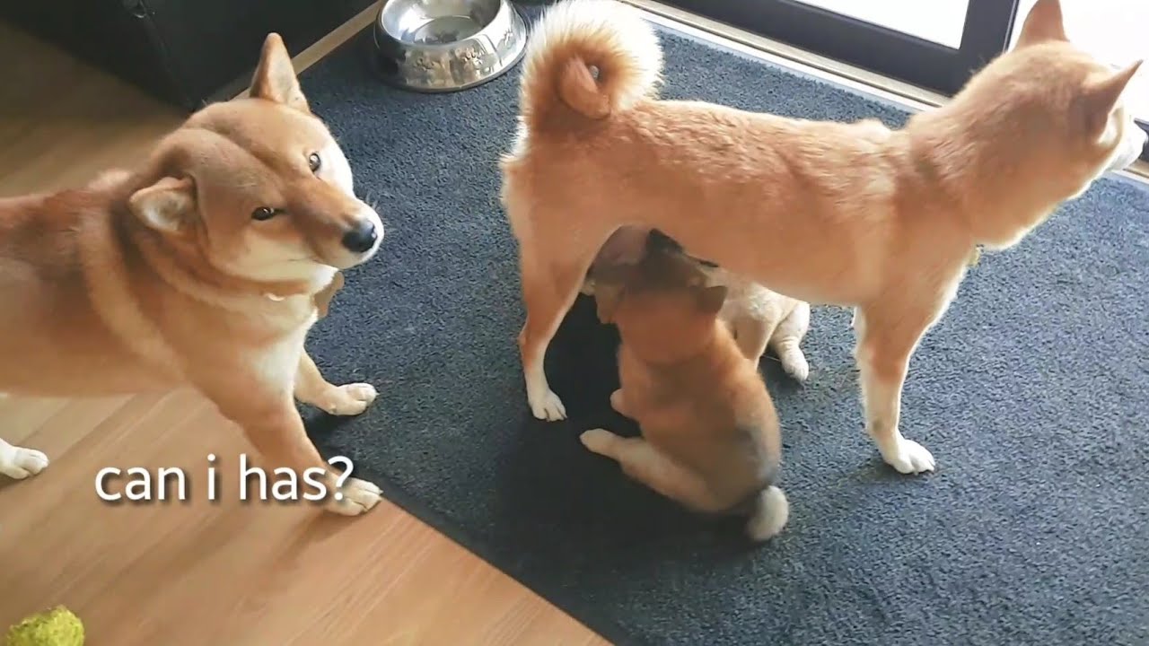 Bar Is Opend Mlip Ep 82 Shiba Inu Puppies