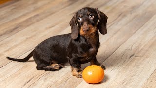 Dachshund wire-haired caninchen, (такса жесткошерстная кроличья).Тюбик, 5 m old.