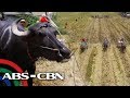 Carabao Race sa Baliwag, Bulacan | Rated K