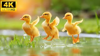 Baby Animals 4K - Funny Angel World Of Baby Animals With Relaxing Music (Colorfully Dynamic)(60FPS)🌿