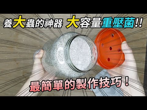 【山林蟲坊】簡單的重壓菌技巧 | Simple Techniques to Re-Press The Kinshi Bottle
