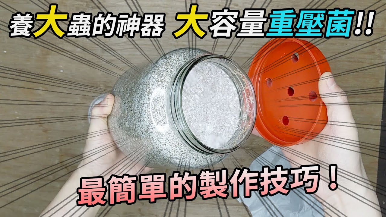 【山林蟲坊】簡單的重壓菌技巧 | Simple Techniques to Re-Press The Kinshi Bottle