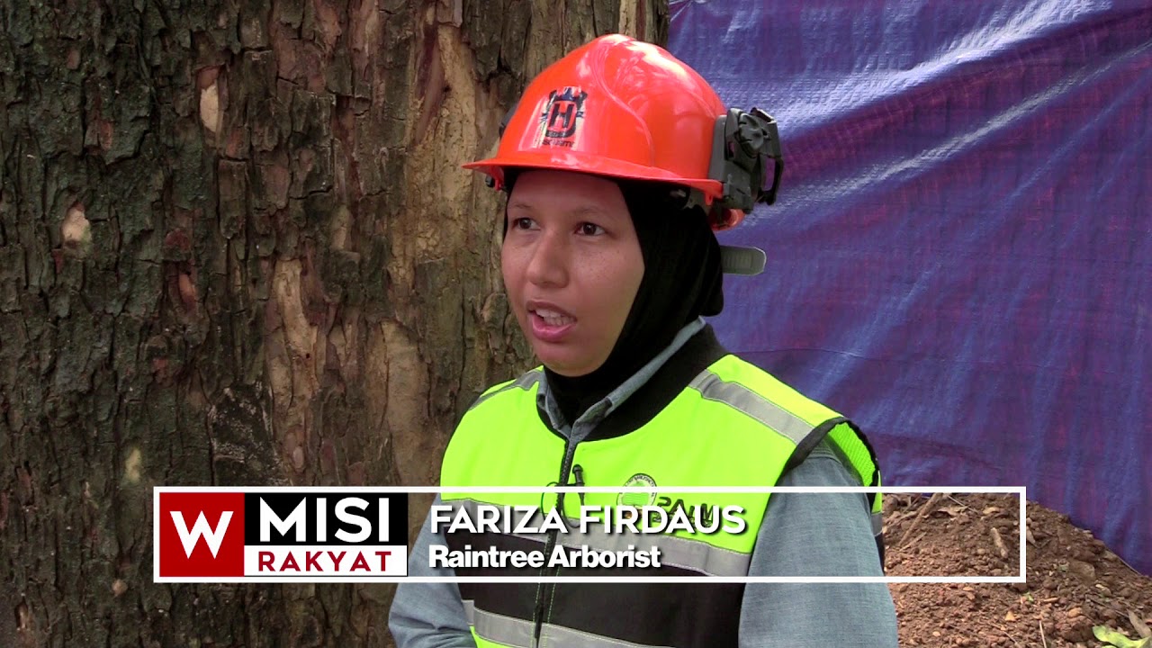 Isu Pokok Tumbang – Pandangan Pakar