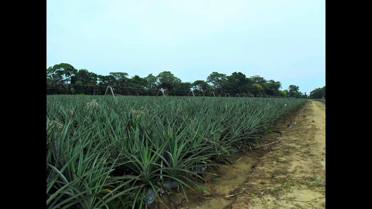 EL CULTIVO DE PIÑA MD2. - YouTube