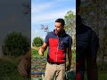 come e quando raccogliere la #bieta nell'#orto #mattthefarmer #ortoautunnale #faidate #mungitura