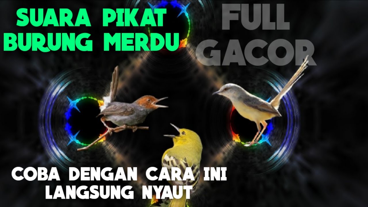 Suara Pikat Pancingan Burung Paling Merdu || Cipoh/Sirtu Ciblek Prenjak