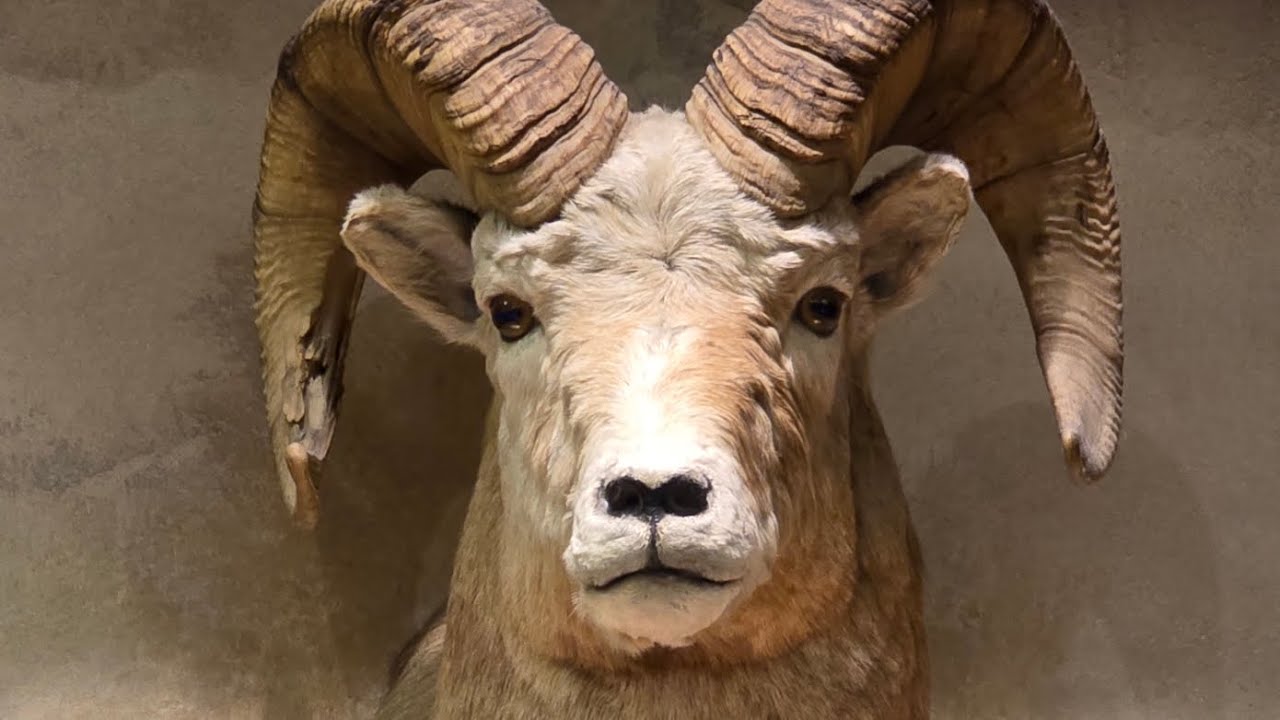  CAMPING SHOPPING  🇨🇦 | Outdoor Gear Heaven!” CALGARY 