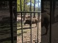 Випадок привів нас до ціх тваринок,було цікаво!!!
