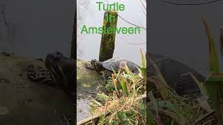 Turtle in a Canal in Amstelveen the Netherlands