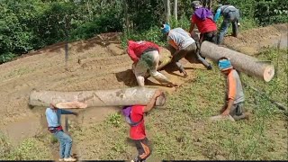 beginilah resiko pekerja buruh kayu di musim hujan,dari beceknya sawah sampai hujan hujanan