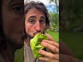 La Guanábana: La Fruta Tropical Que Sorprende 🍈