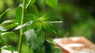 rain video rainy day status for whatsapp bi rain time lapse video 4K rain video aesthetic rain video rainy day status for whatsapp bi rain time lapse video 4K rain video aesthetic