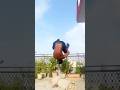 Coll flip #shortvideo #shortsfeed