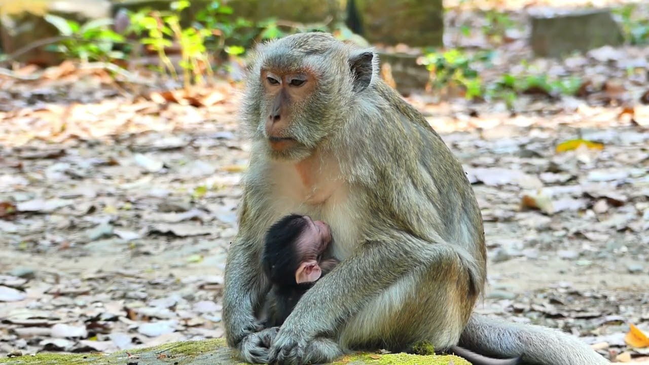 Blacky monkey  sitting for baby feed milk